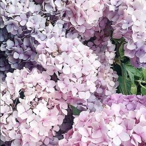 Meet your Posher, Julia